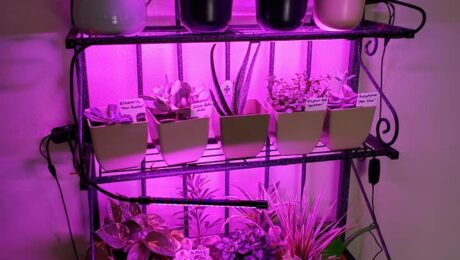 1_Plants in Planters