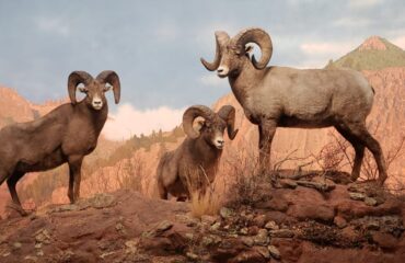 Wildlife Halls at the Denver Museum of Nature & Science