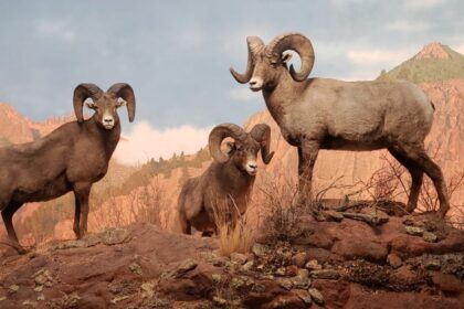 Wildlife Halls at the Denver Museum of Nature & Science