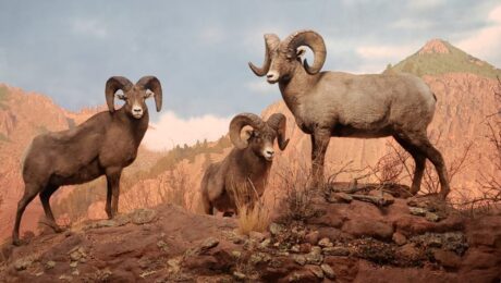 20221003_095524 Wildlife Halls at the Denver Museum of Nature & Science